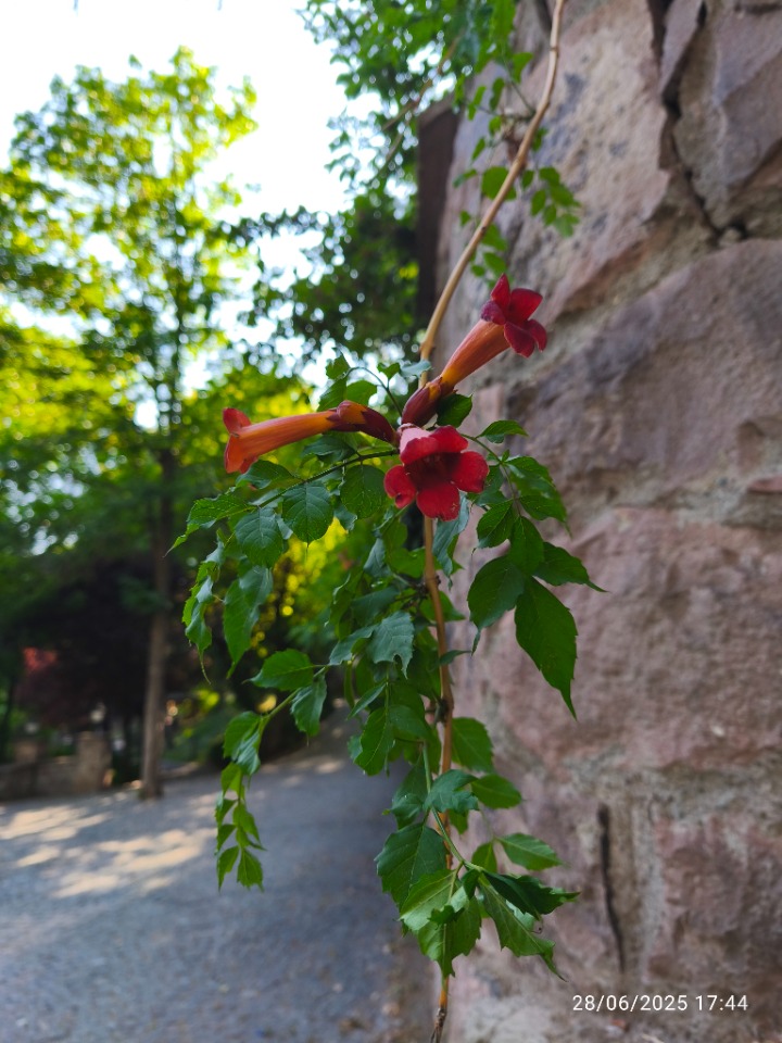 Campsis radicans