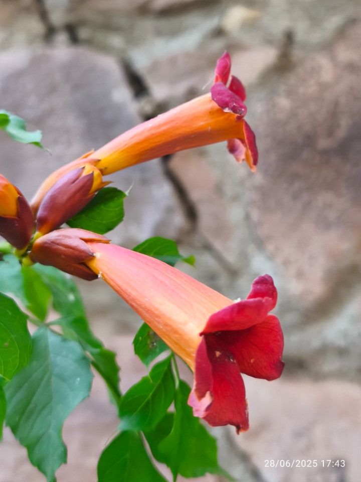 Campsis radicans