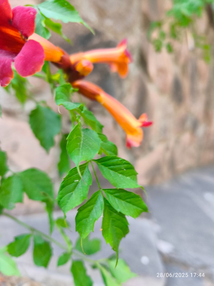 Campsis radicans