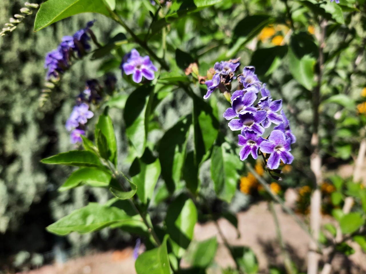 Duranta erecta