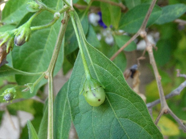 Solanum rantonetti
