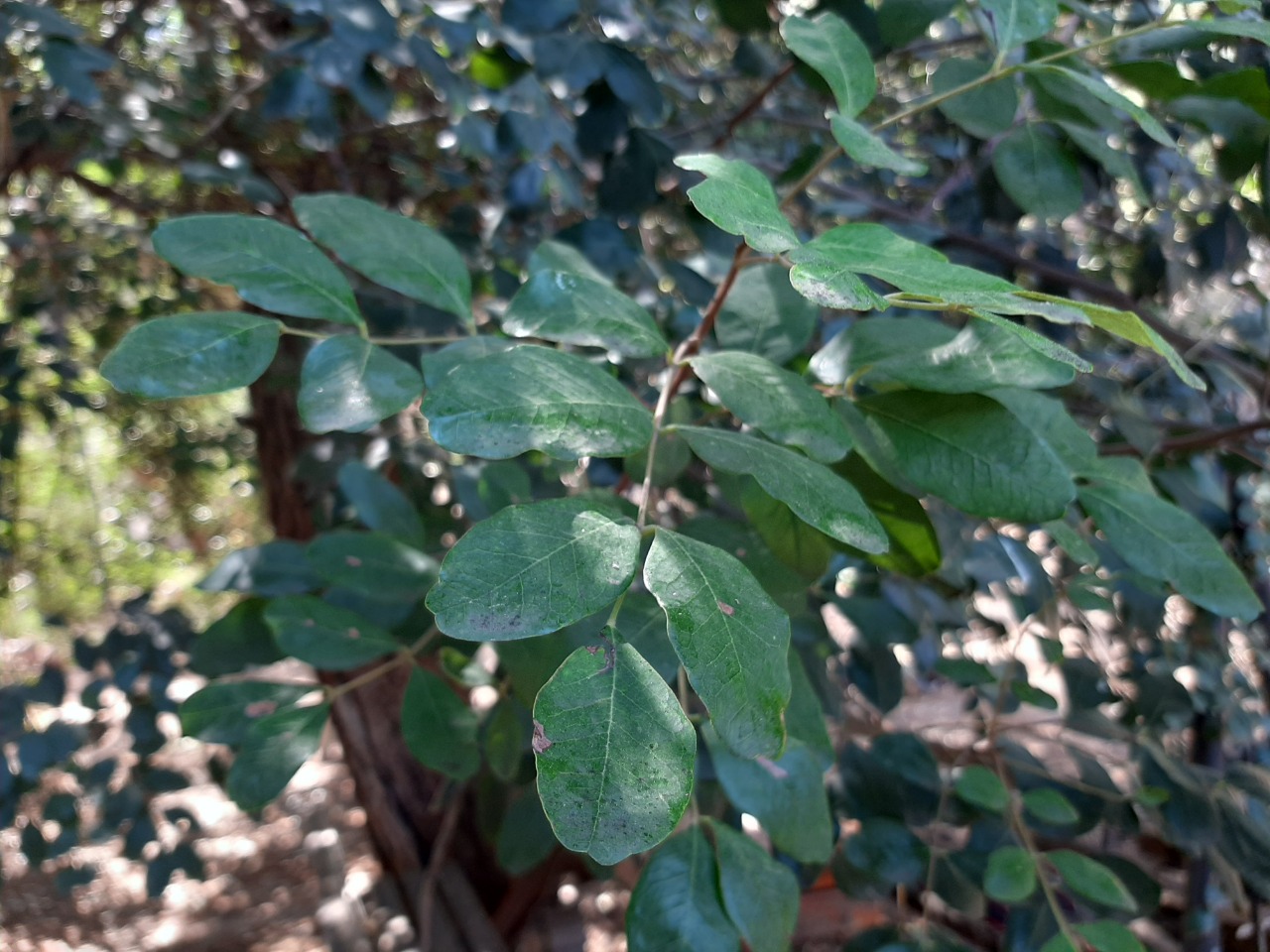 Ceratonia siliqua