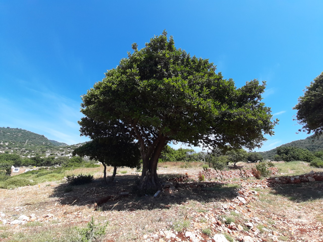 Ceratonia siliqua