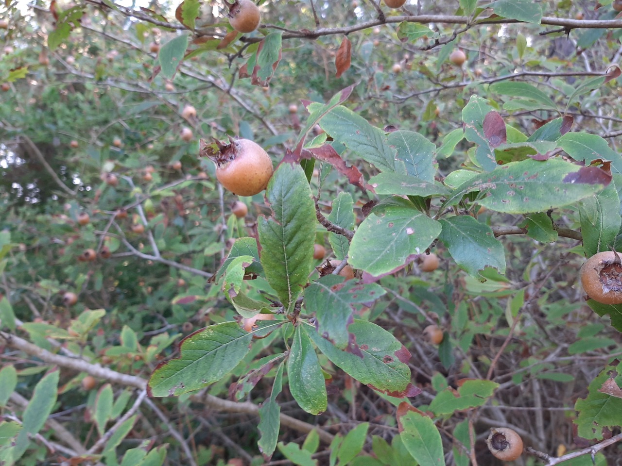 Mespilus germanica