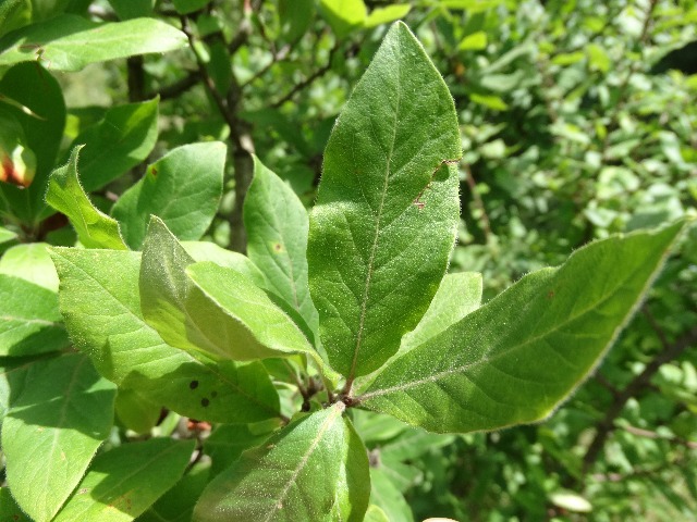 Mespilus germanica