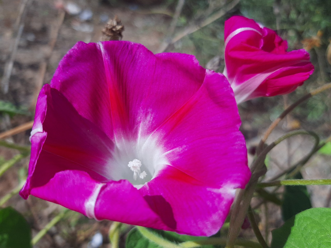 Ipomoea purpurea