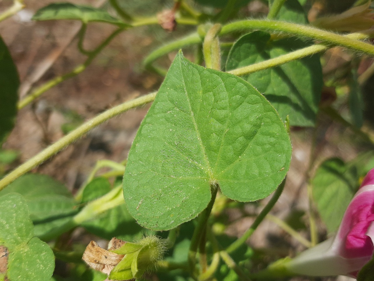 Ipomoea purpurea