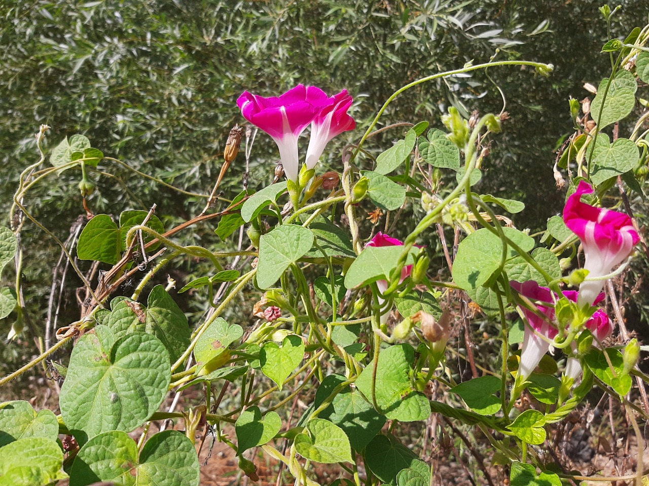 Ipomoea purpurea