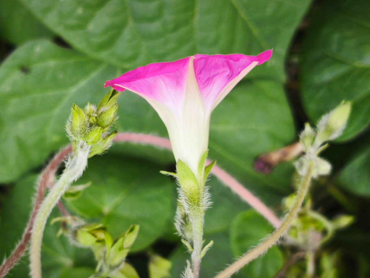 Ipomoea purpurea