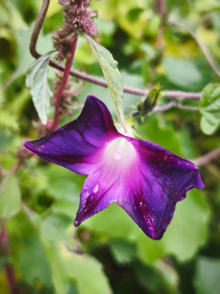 Ipomoea purpurea