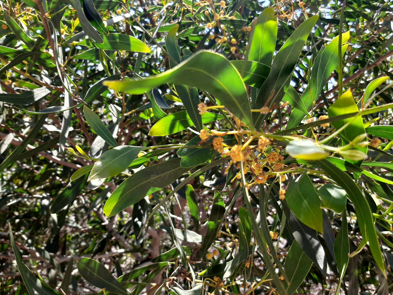 Acacia saligna