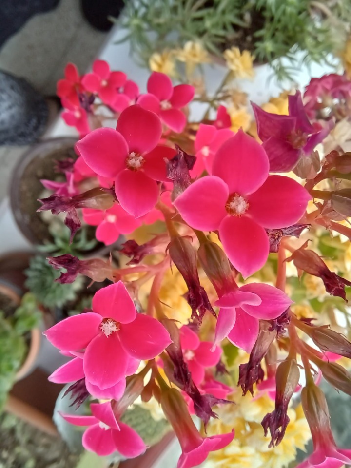 Kalanchoe sp.