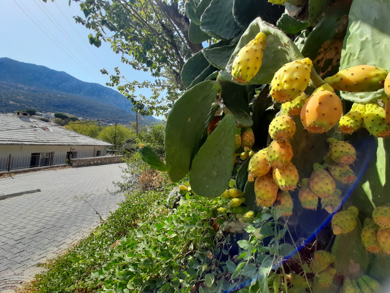 Opuntia ficus-indica