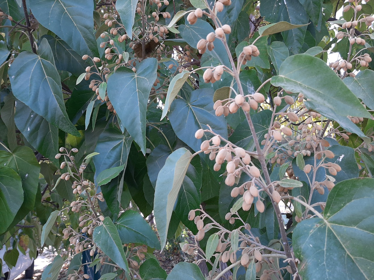 Paulownia sp.