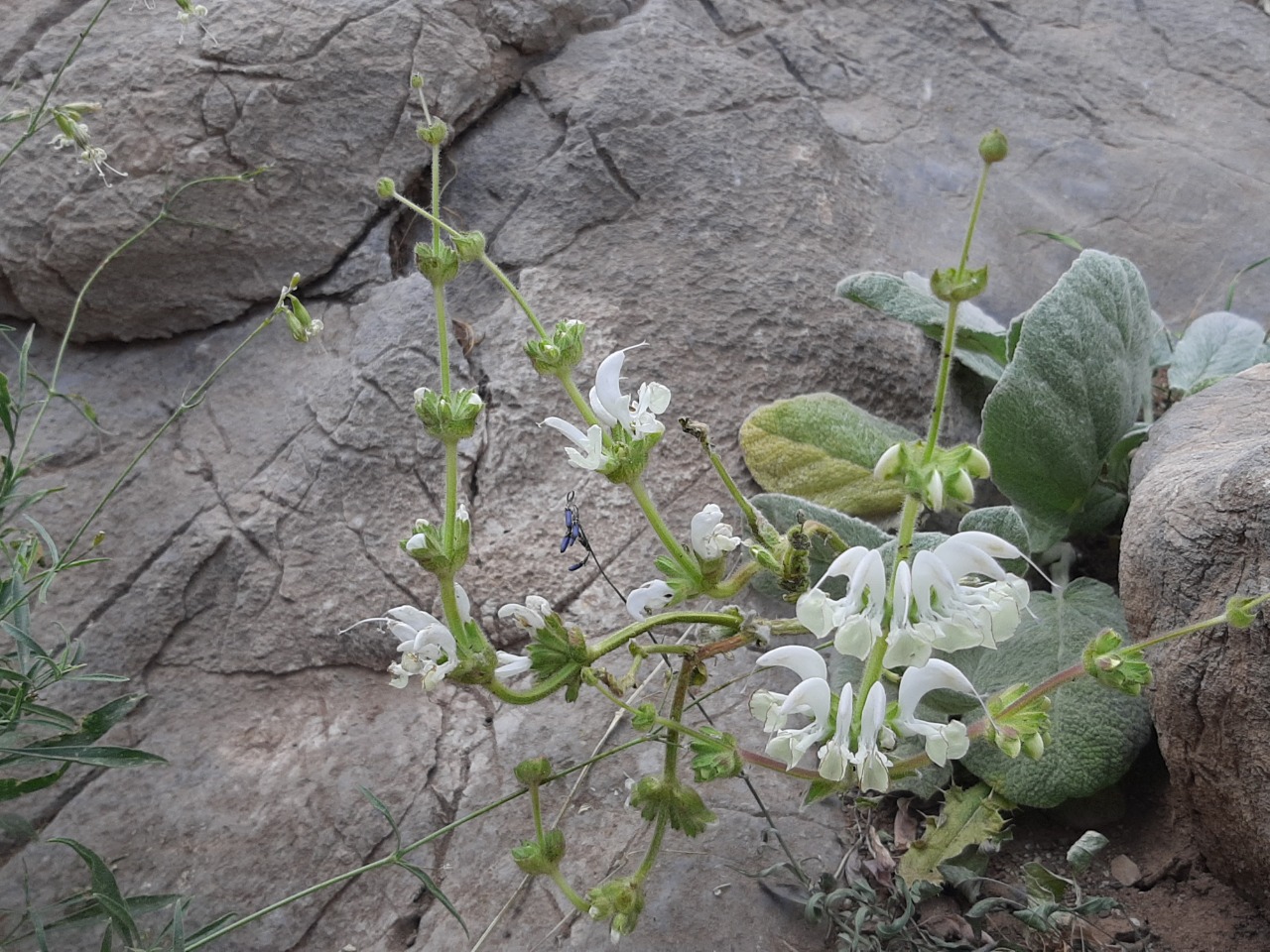 Salvia sp.