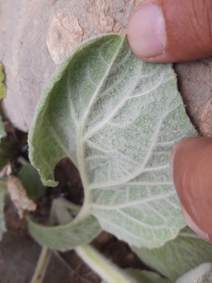 Salvia sp.
