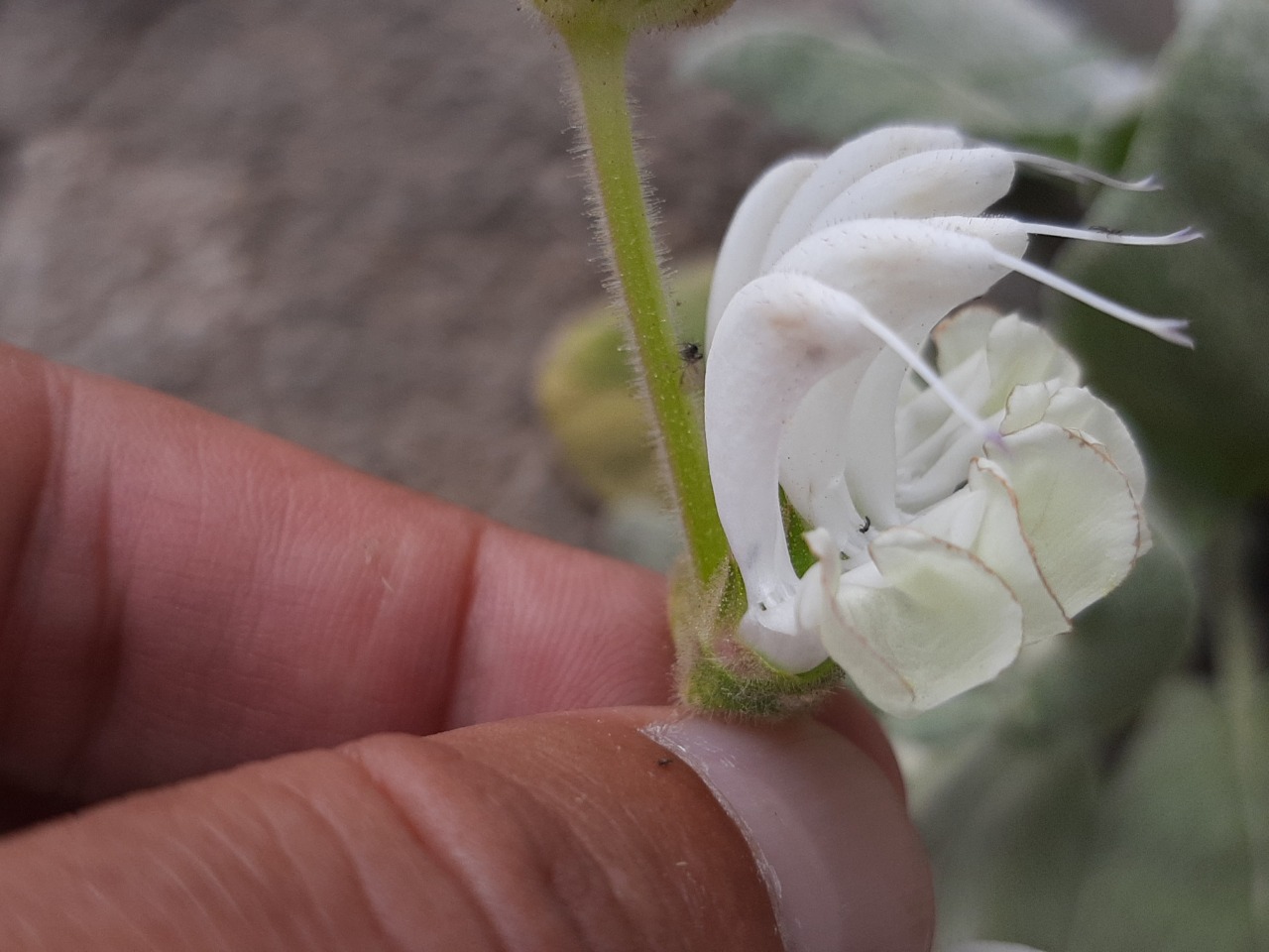 Salvia sp.