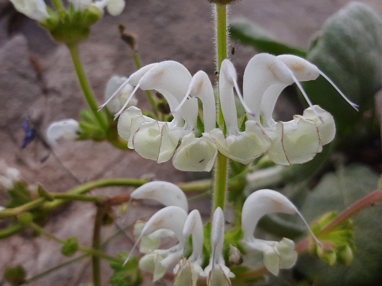 Salvia sp.