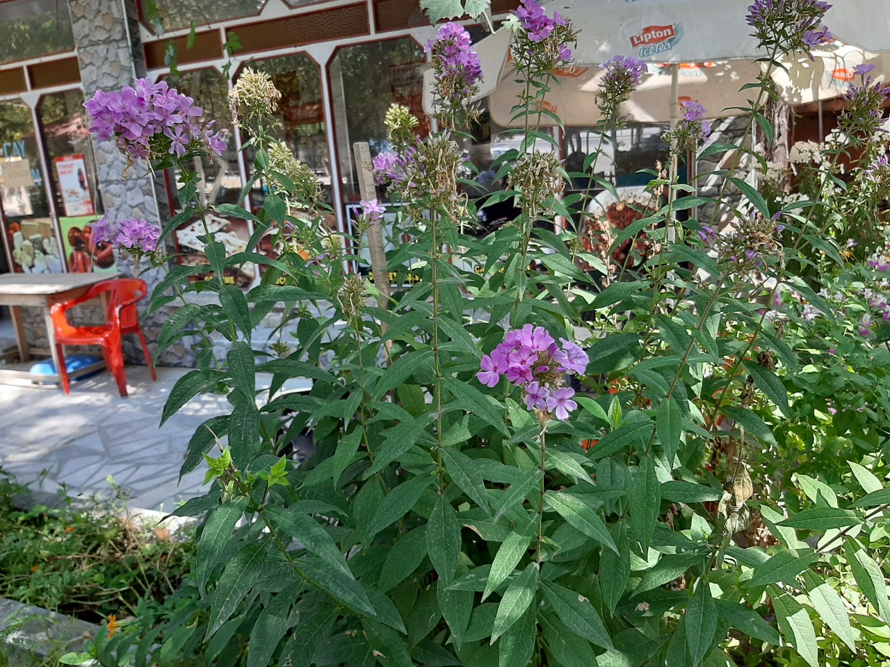 Phlox paniculata