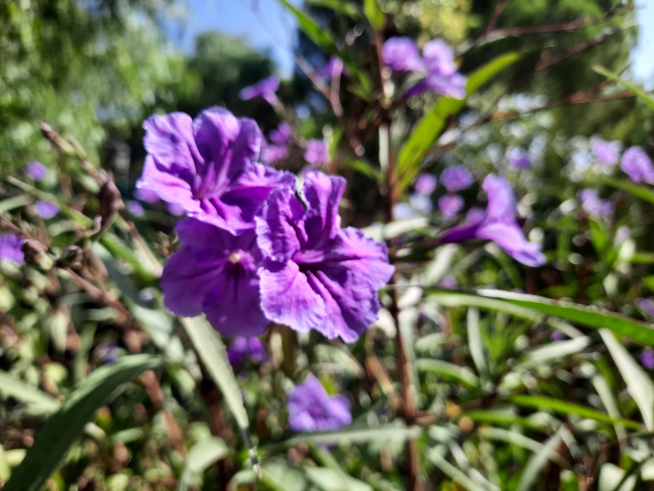 Ruellia brittoniana