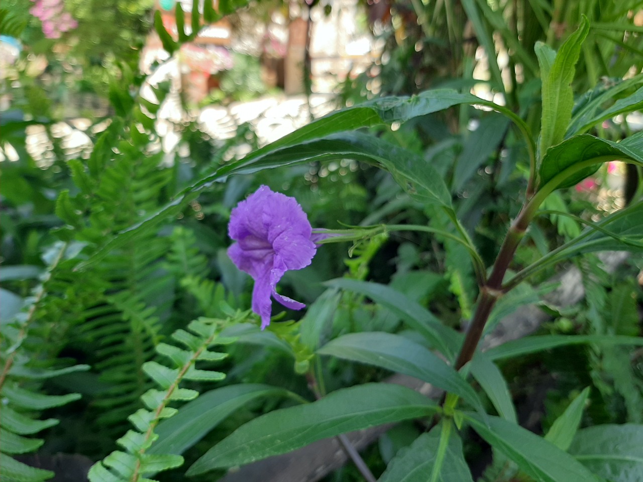 Ruellia brittoniana