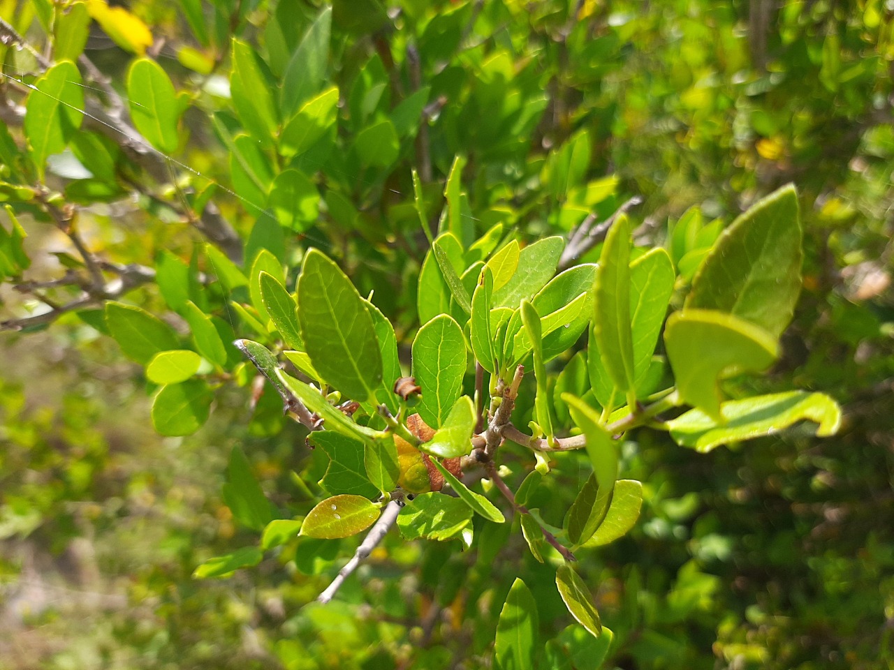 Phillyrea latifolia