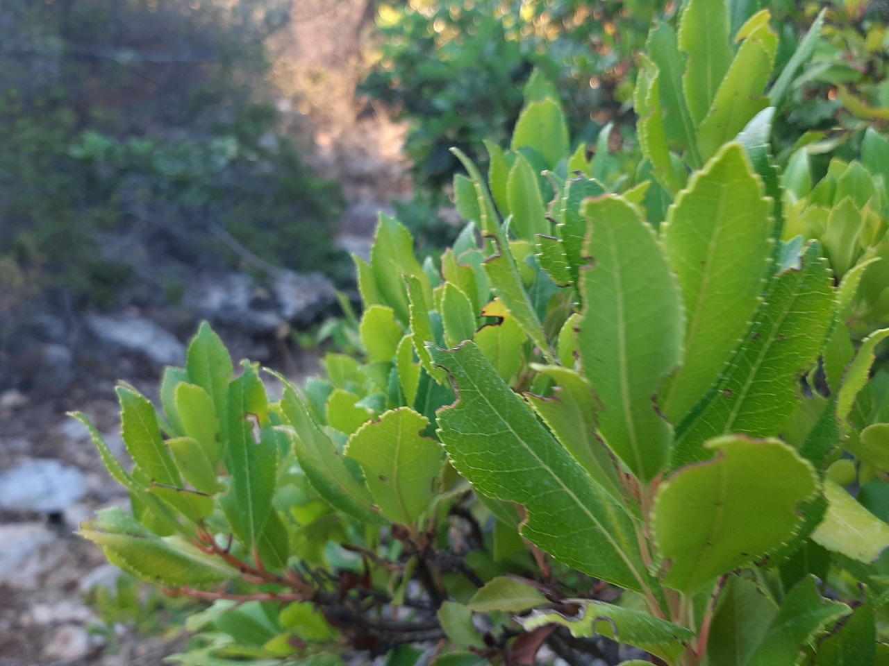 Phillyrea latifolia