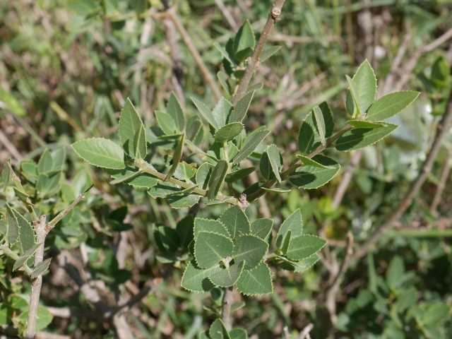 Phillyrea latifolia