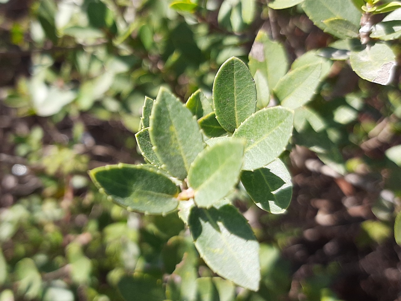 Phillyrea latifolia