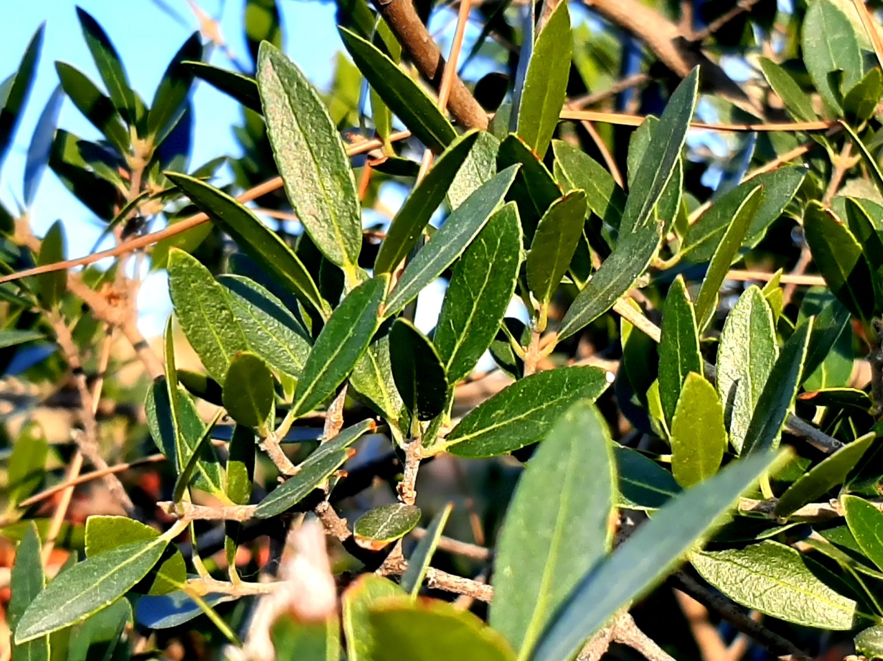 Phillyrea latifolia