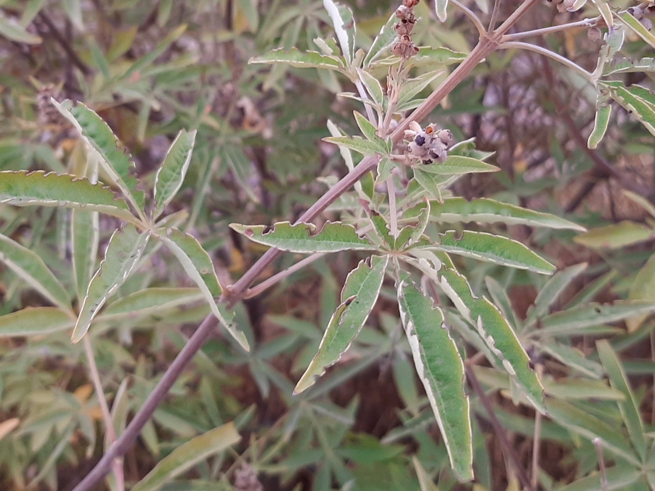 Vitex agnus-castus