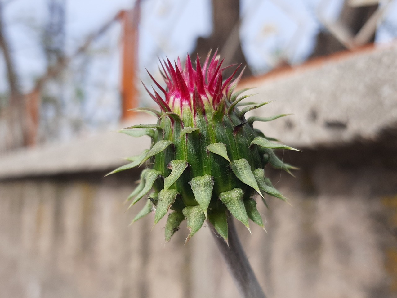 Carduus nutans