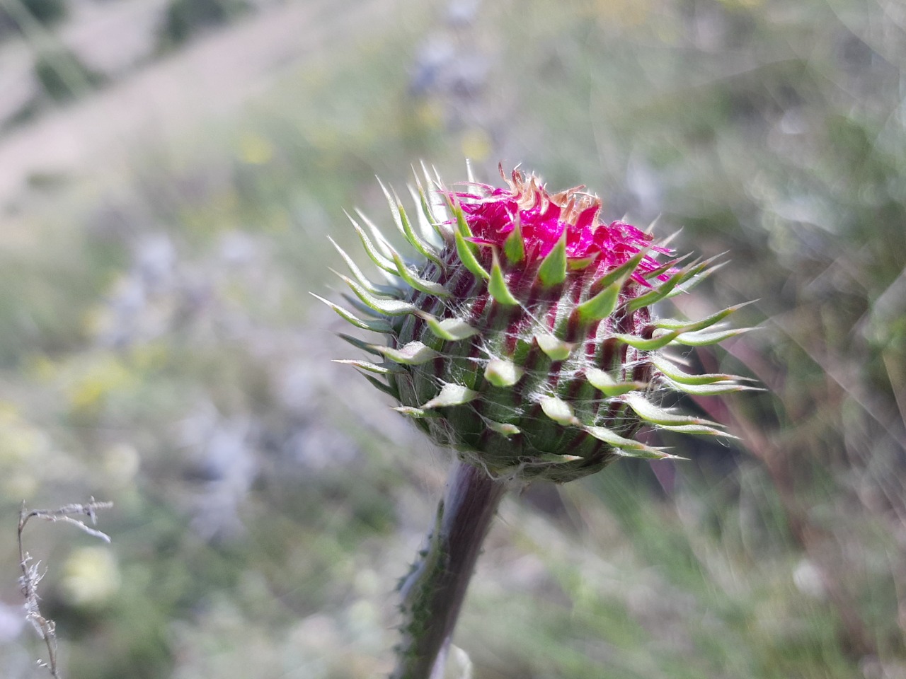 Carduus nutans