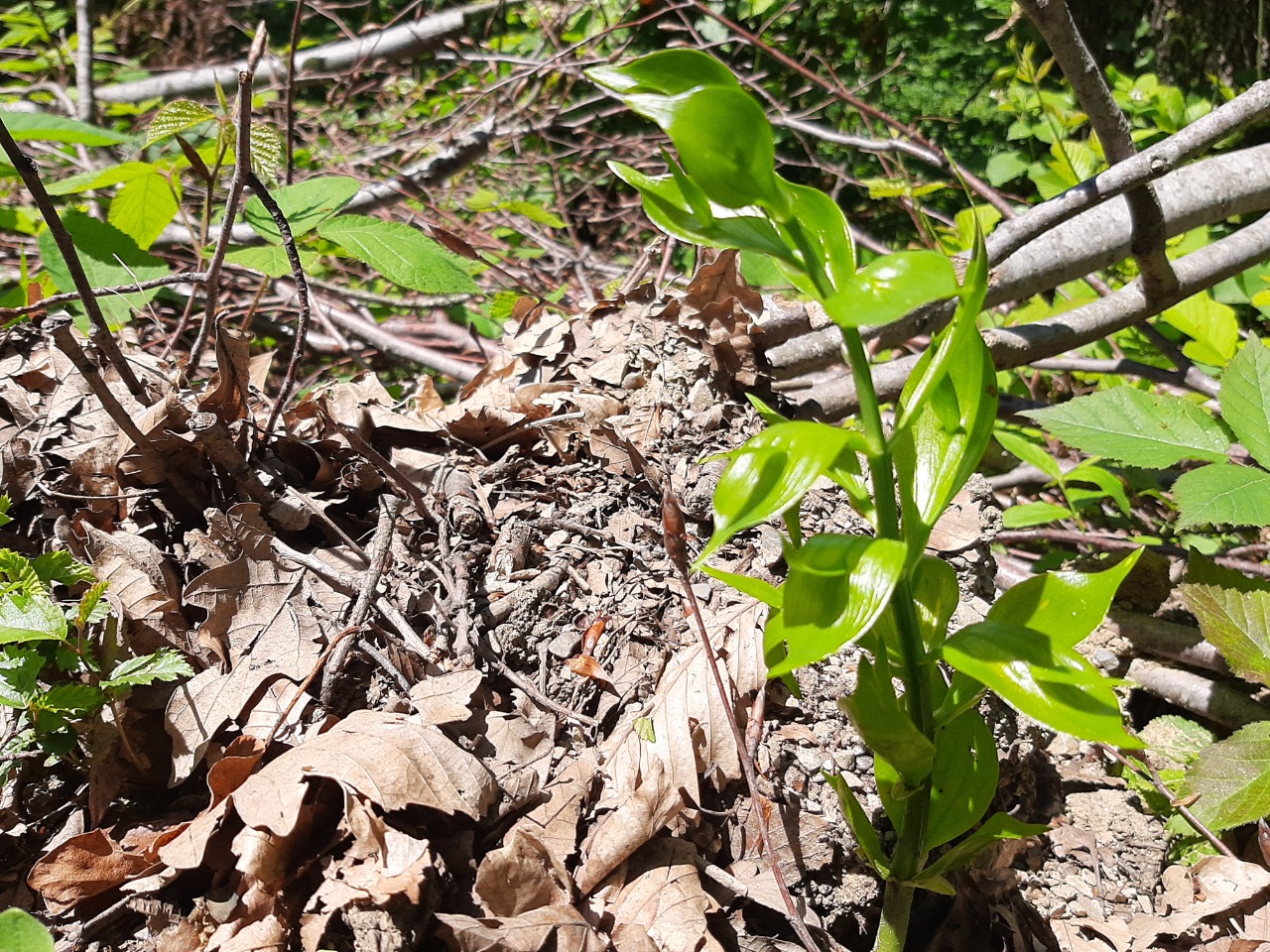 Ruscus hypoglossum