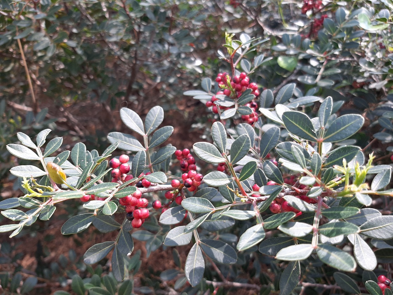 Pistacia lentiscus