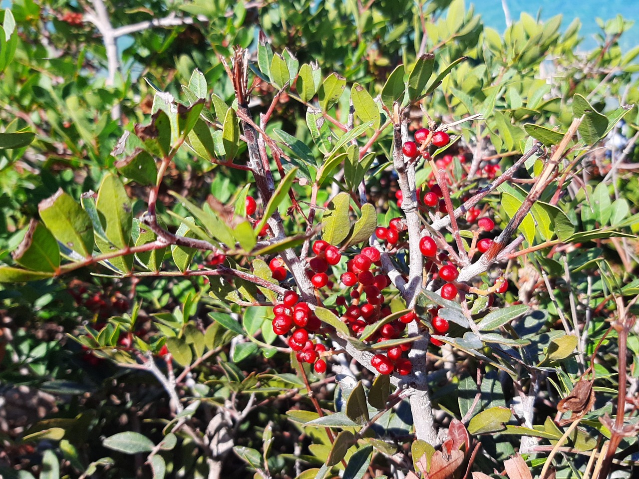 Pistacia lentiscus