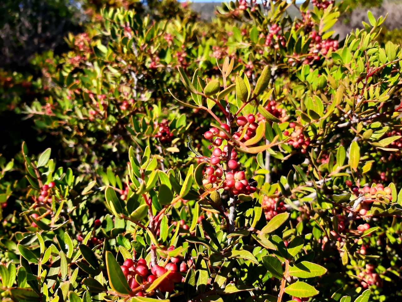 Pistacia lentiscus