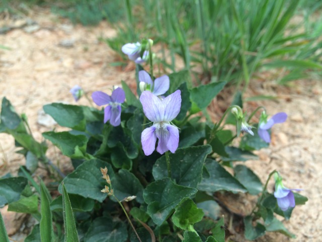 Viola spp.