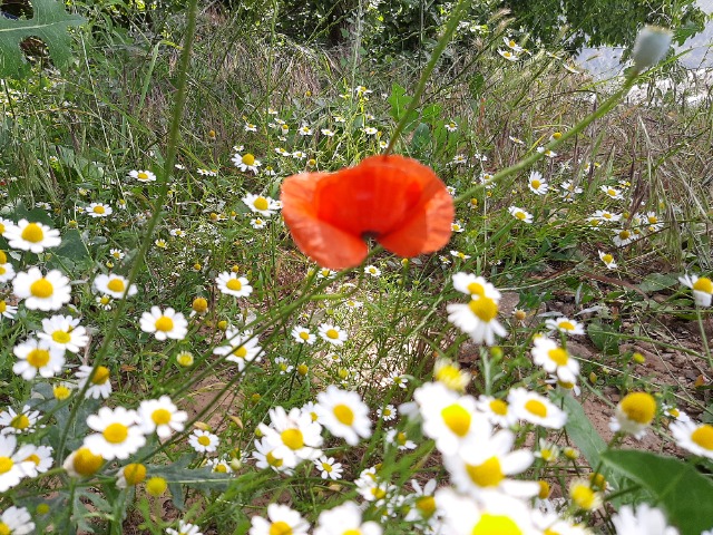 Papaver sp.