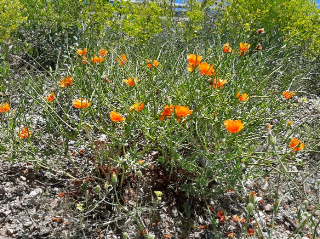 Papaver sp.