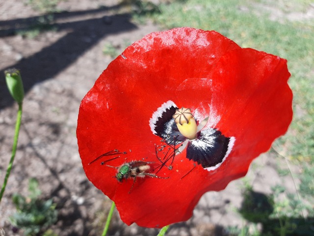 Papaver sp.