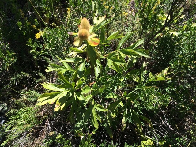 Paeonia peregrina