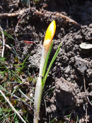 Crocus ancyrensis