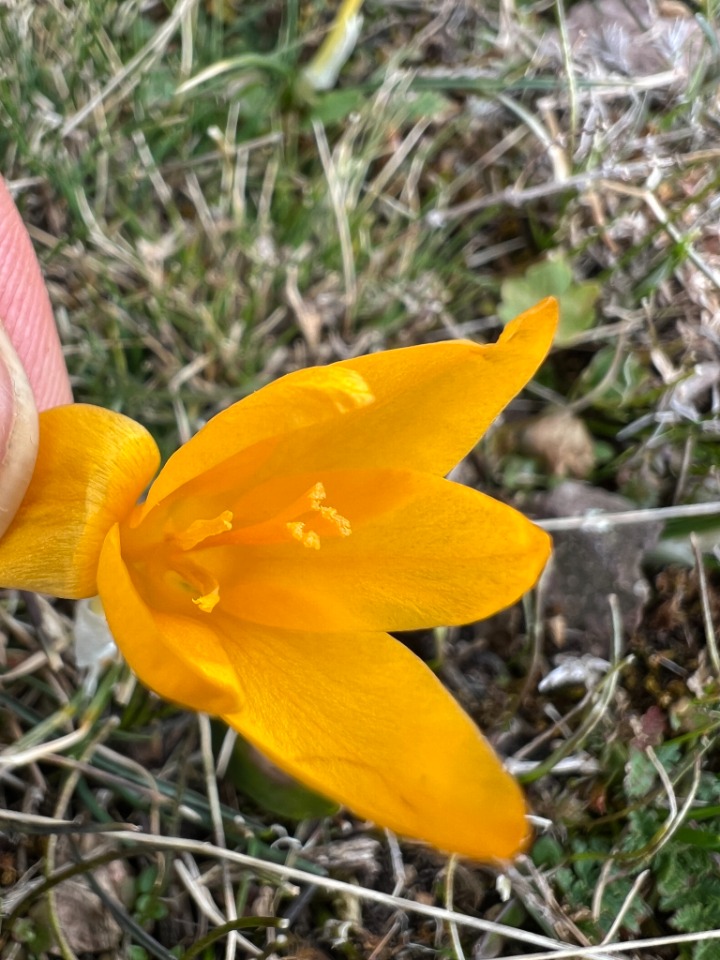 Crocus ancyrensis