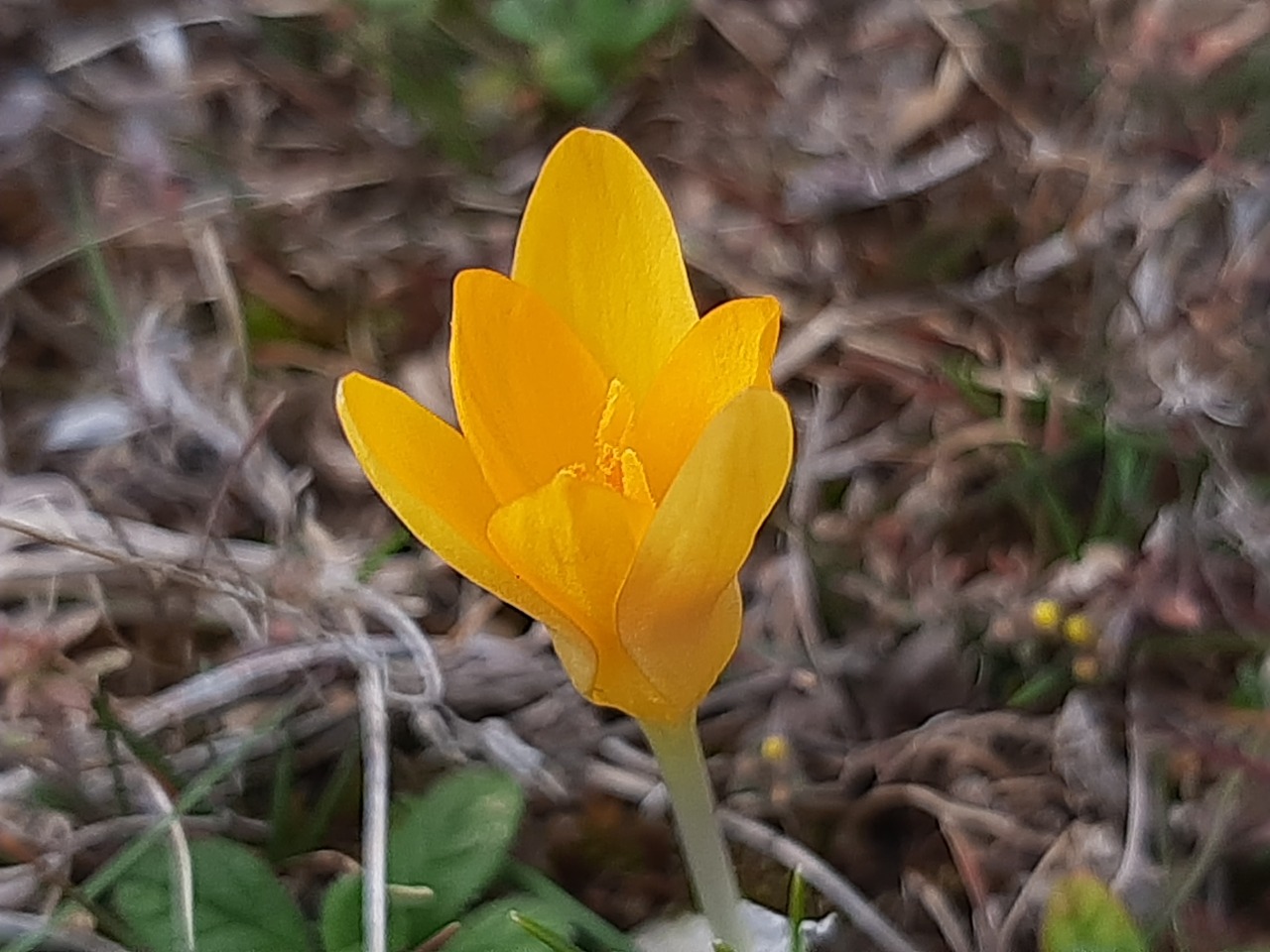 Crocus ancyrensis