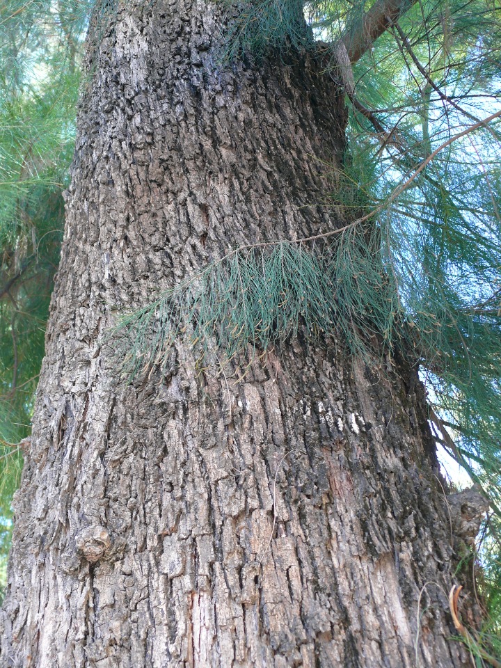 Casuarina equisetifolia