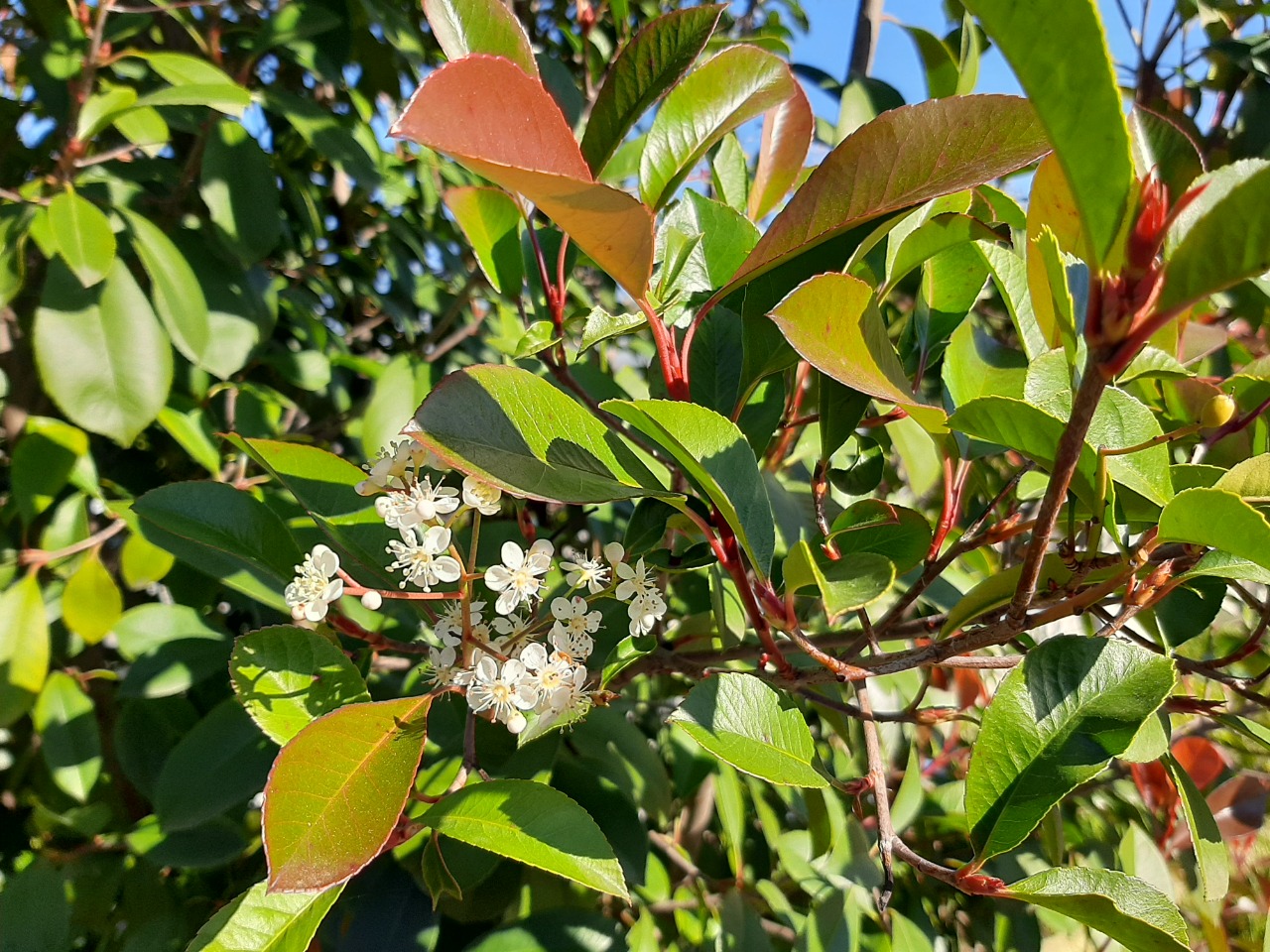 Photinia serrulata