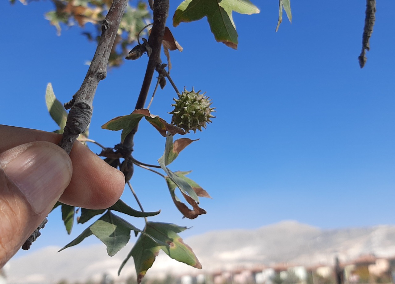 Liquidambar orientalis