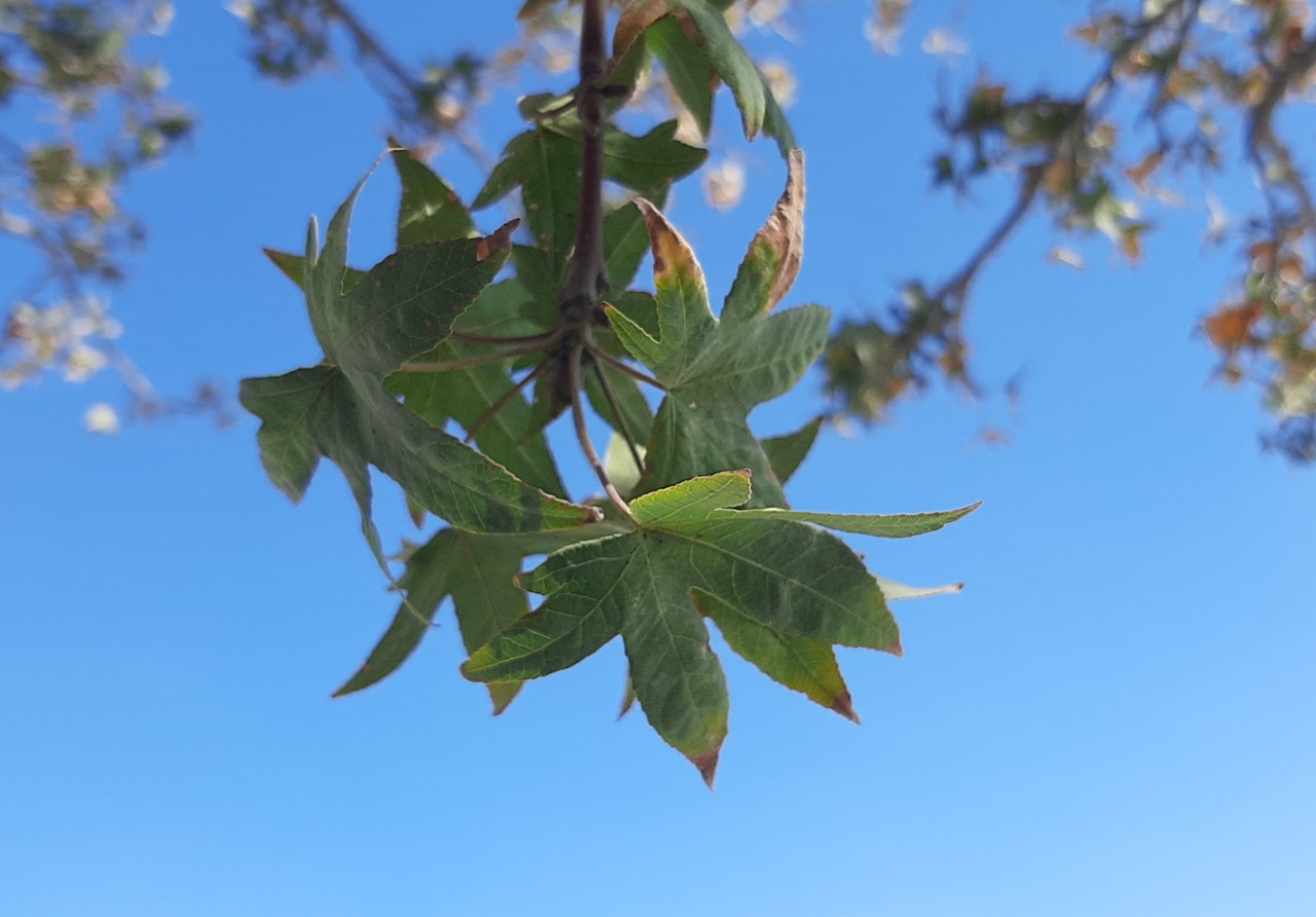 Liquidambar orientalis