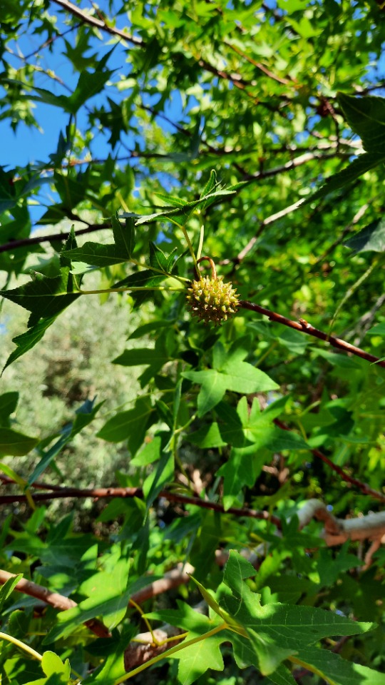 Liquidambar orientalis